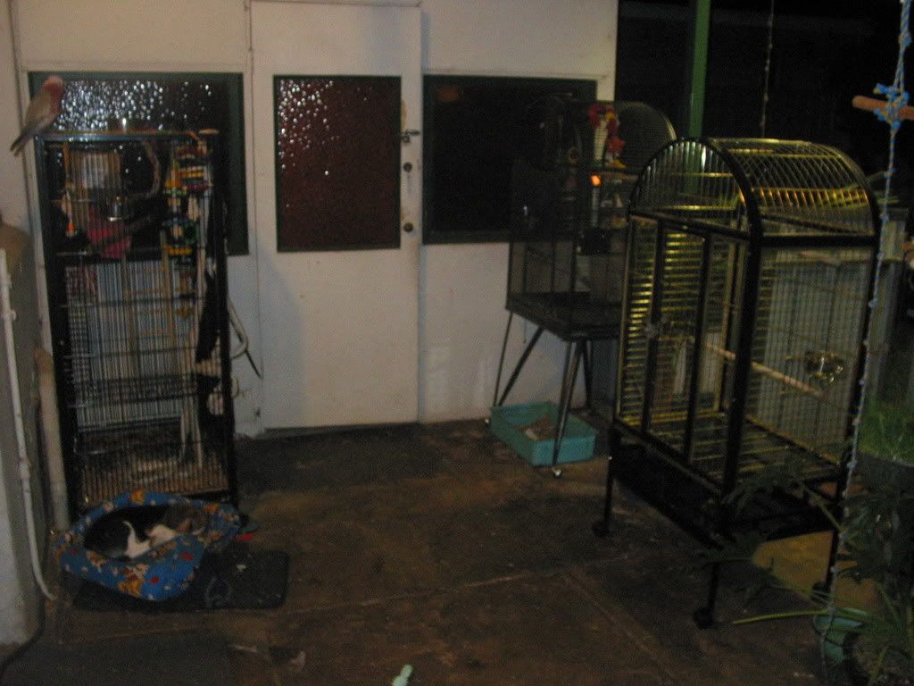 dogsandbirdcages026.jpg