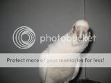 EclectusCage006-1.jpg