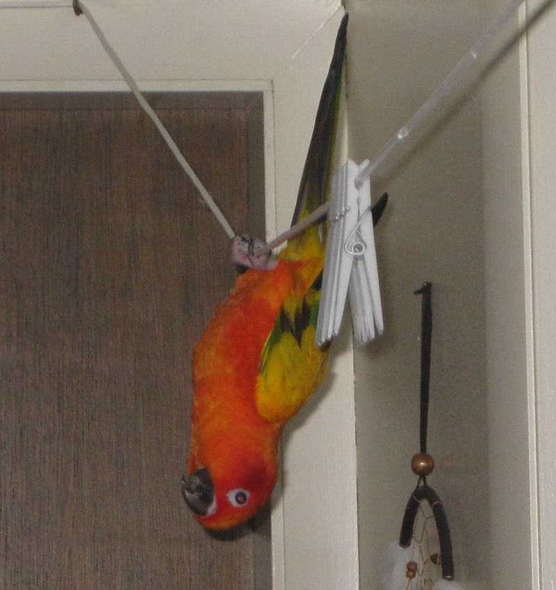 Skittles%20-%20PS%2011%2012.jpg