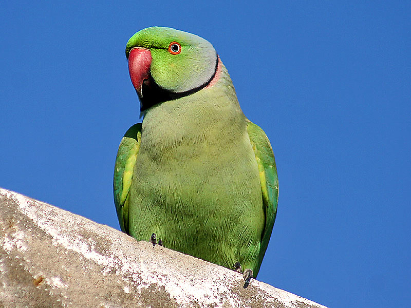 Rose-ringed_Parakeet_I_IMG_9797.jpg