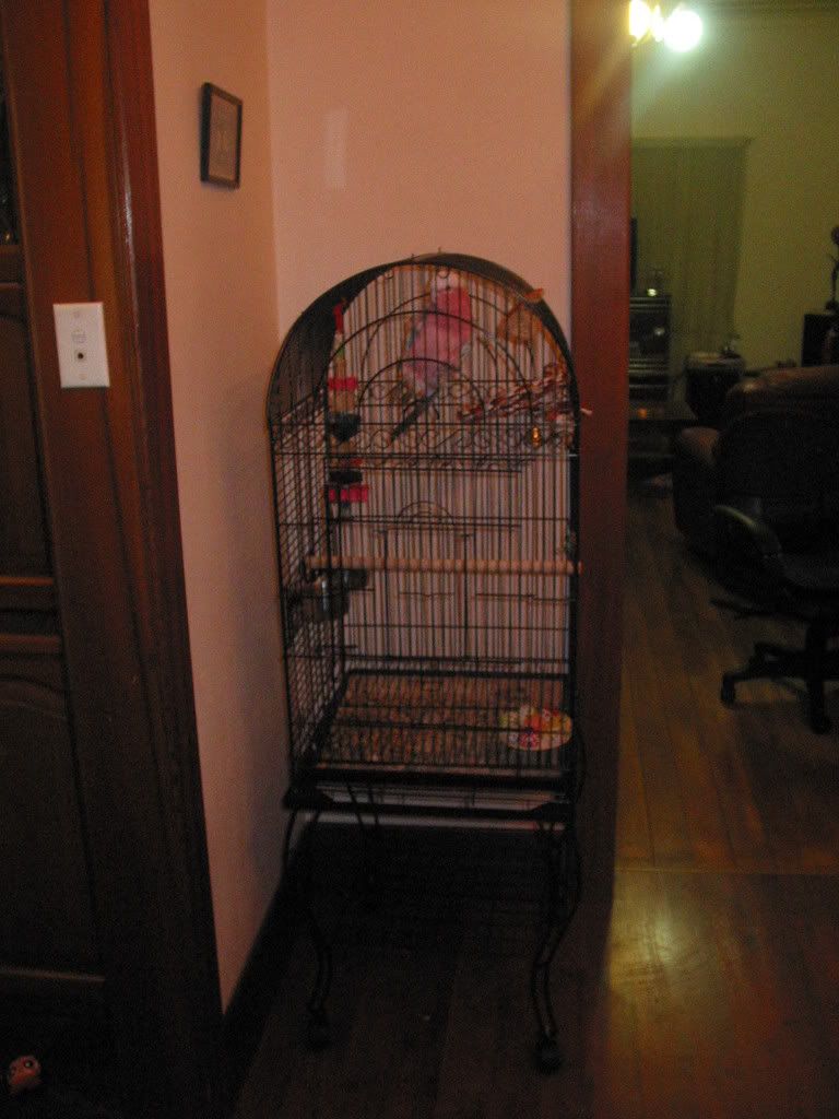 dogsandbirdcages028.jpg