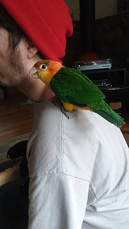 birb3.jpg