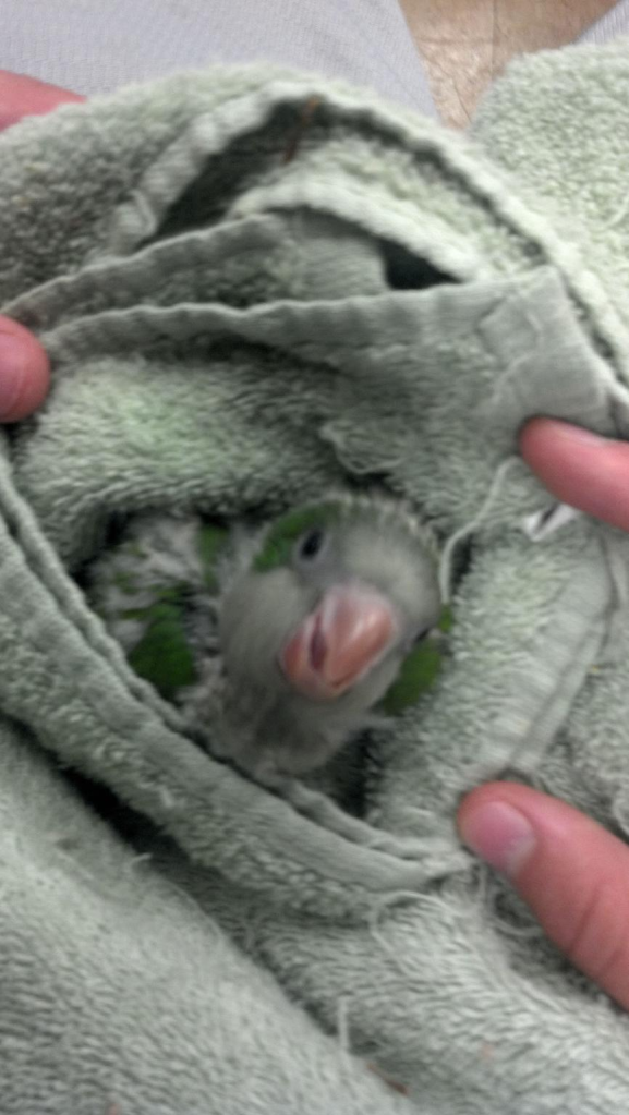 QuakerParrot.png