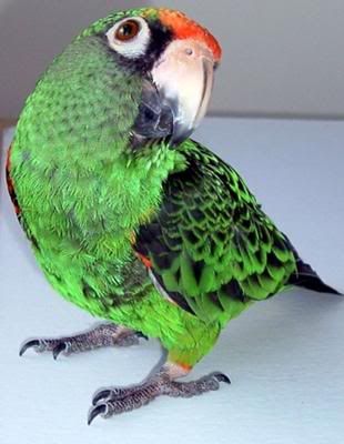 jardines-parrot-32376.jpg