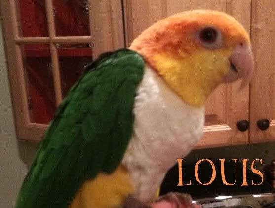 LittleLouis.jpg
