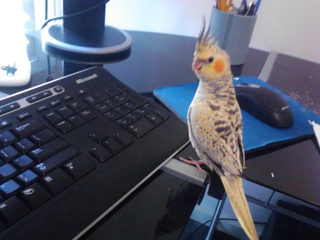 what_zpsc757546e.jpg