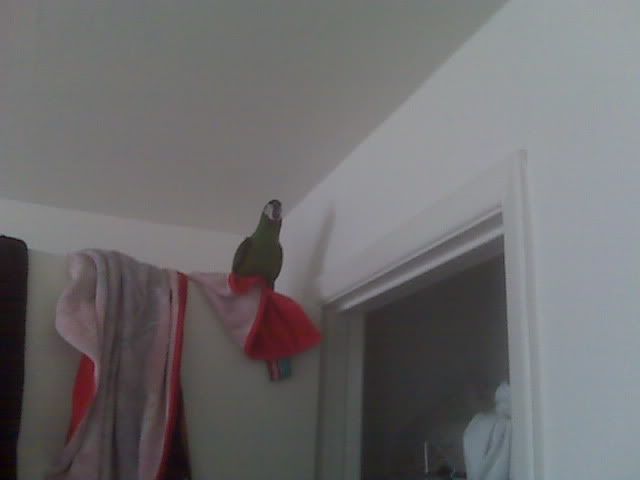 wheres_Pepper.jpg