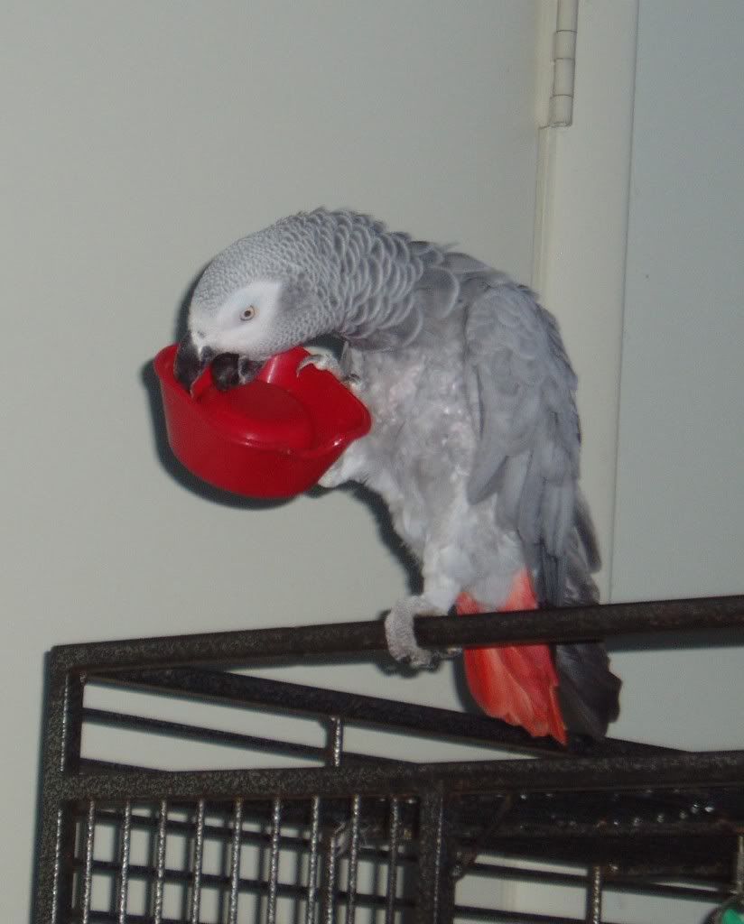 Gilbertandhiswaterbowl.jpg