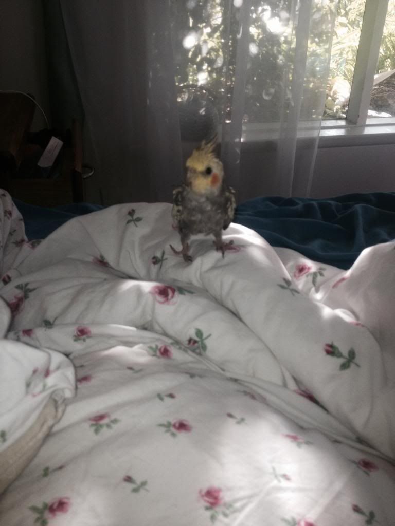 Tiny_zpsf0c04d14.jpg