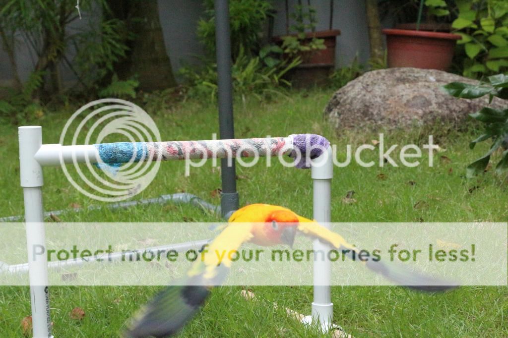 IMG_7554_zpsa6dce2db.jpg