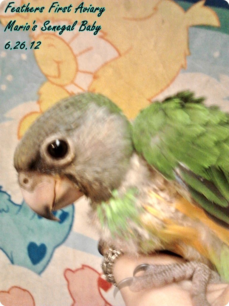 sennie3.jpg