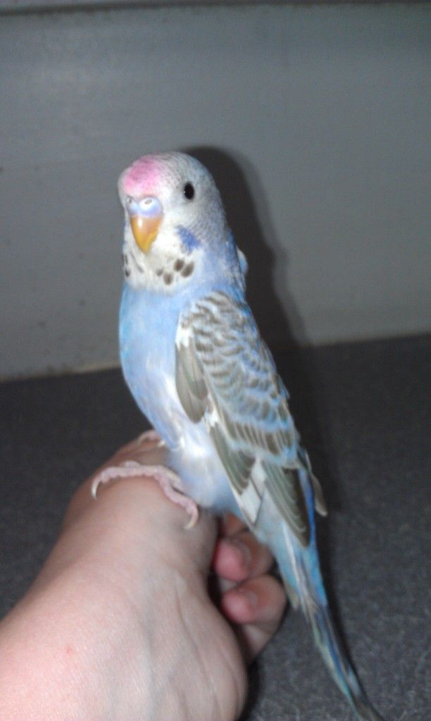babybudgie2.jpg