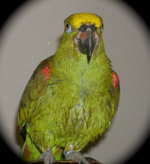 wetbird.jpg