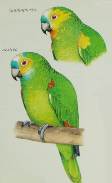 Amazona_aestiva_sspp.jpg