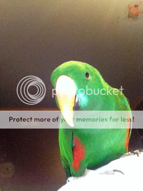 IMG_2624_zpsd3d95a64.png