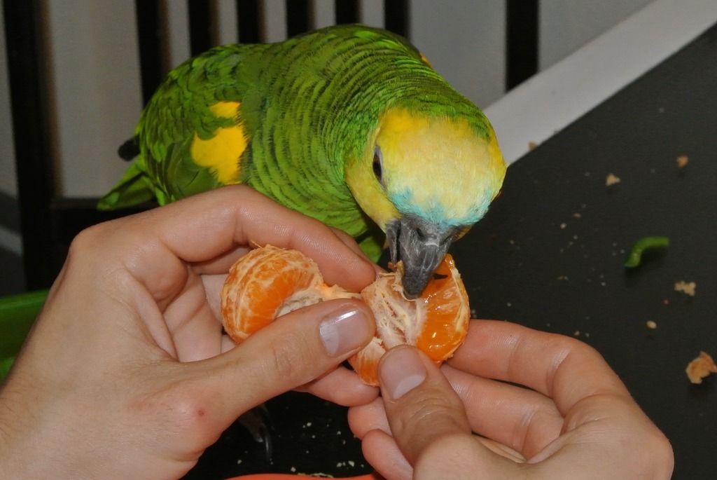 DSC_7525_zpspxyyefoj.jpg