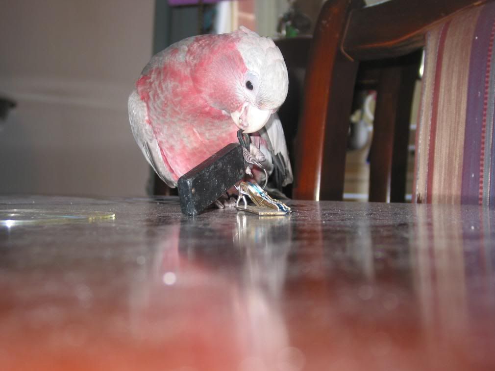bboysoutside023.jpg