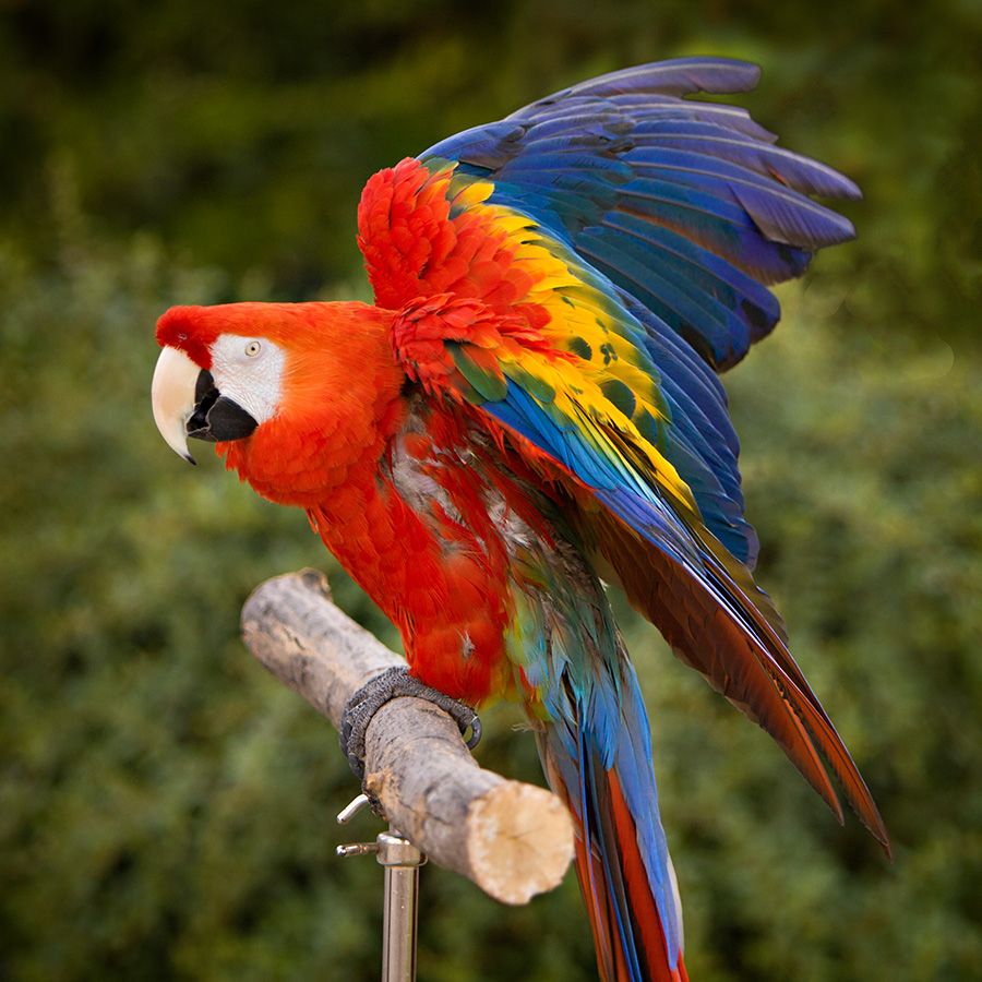 skittles_perch_zps231b1c8f.jpg