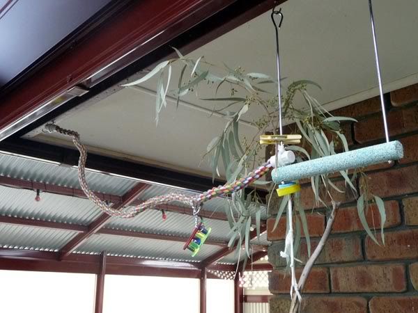 HangingGym.jpg