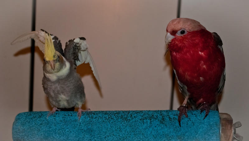 dante_and_rosie_by_copperarabian-d4htmcg.jpg