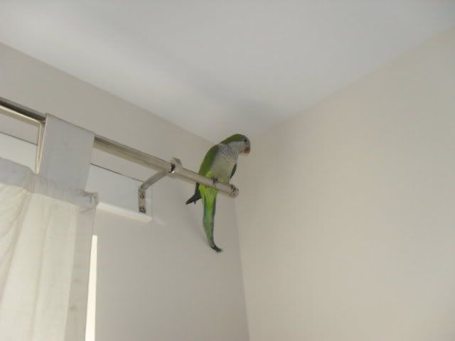 horus.jpg