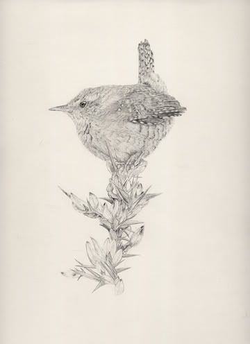 Wren3.jpg