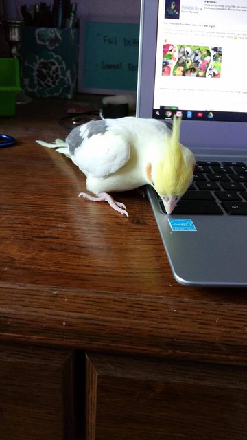 O0wb2icl.jpg