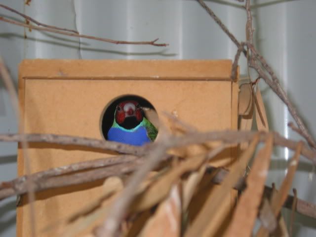 budgies065.jpg