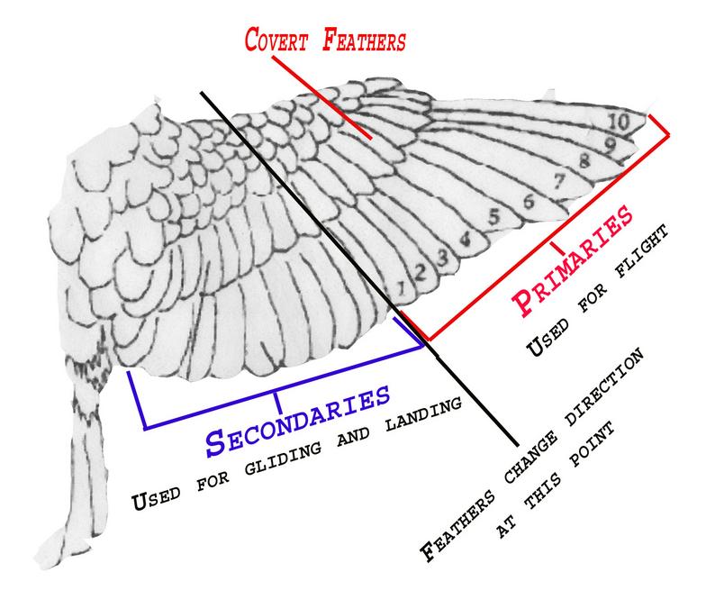 Wing_trim_1a.jpg