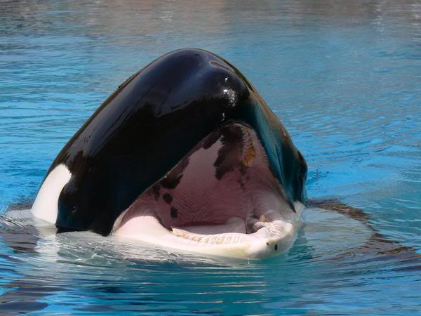 orca-teeth-01-nootka5.jpg