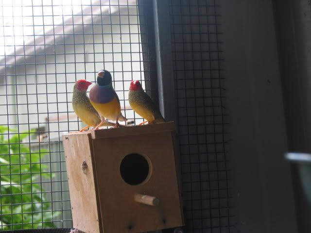 budgies075.jpg