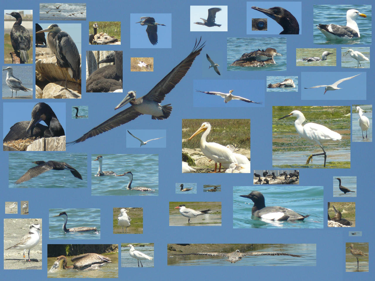 Birds_of_Moss_Landing_by_copperarabian.jpg