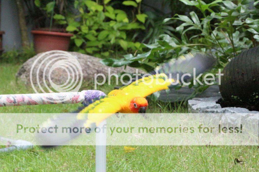 IMG_7551_zpsb802cce9.jpg