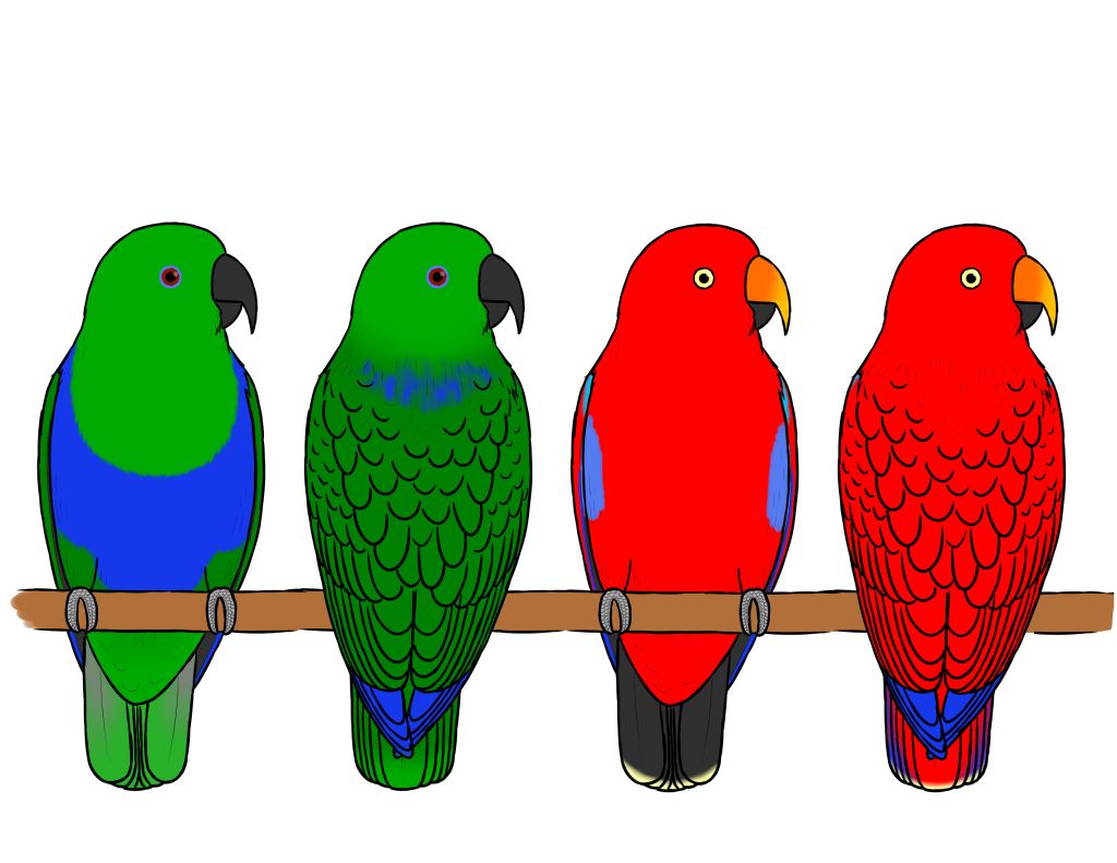 reverse%20eclectus_zpss4cyewpb.jpg