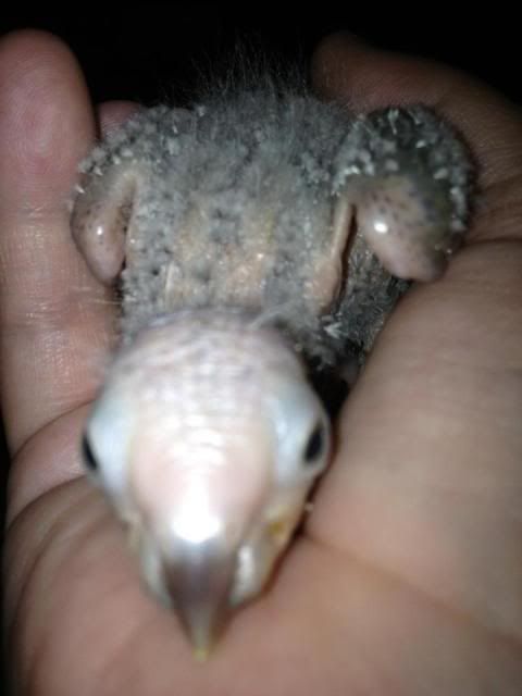 Babyconure.jpg