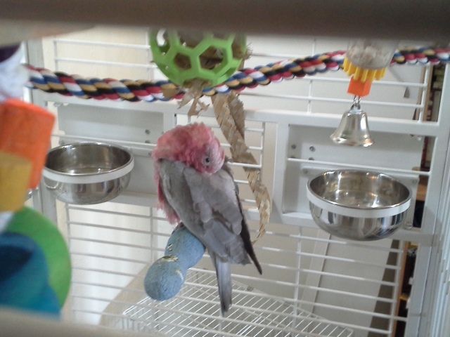sleepymerlin.jpg
