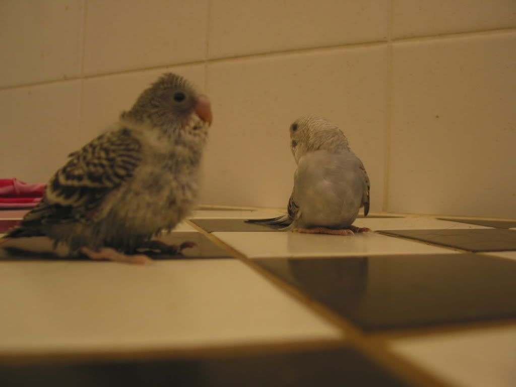 budgiebabies109.jpg