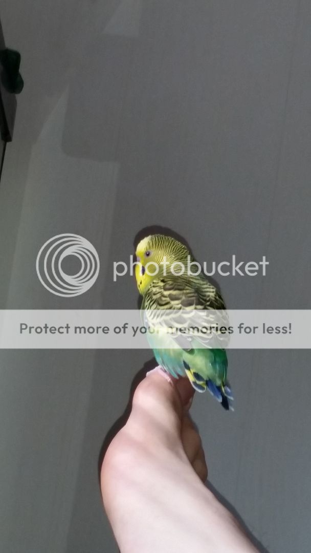 20150525_173300_zps9fgiwxat.jpg