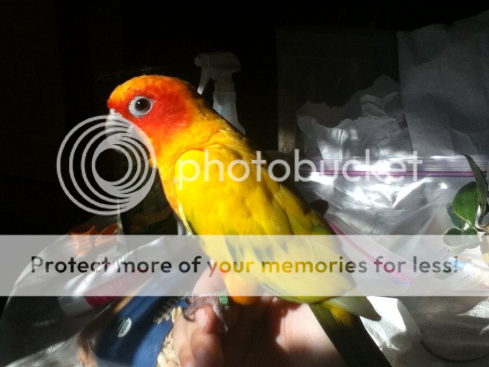 How to Breed Pied Sun Conures: Expert Tips for Success