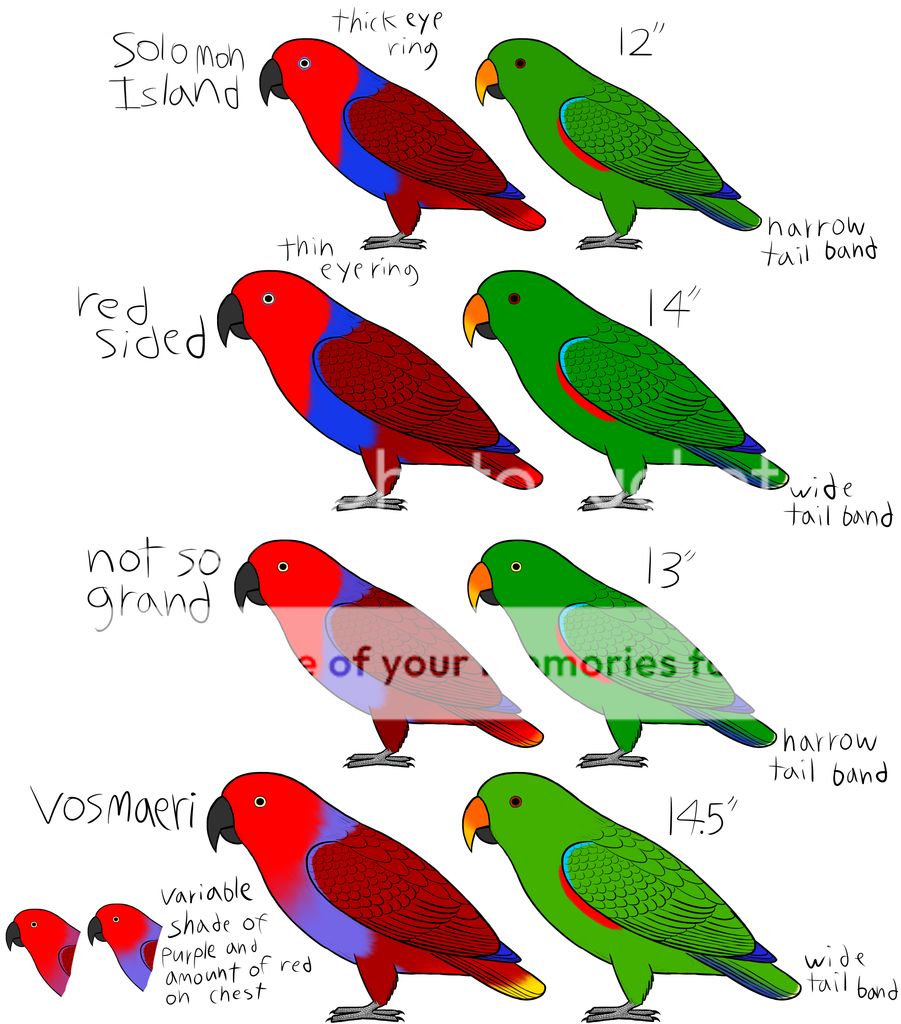 eclectus%20subspecies%20final_zpszrfm9dbr.jpg