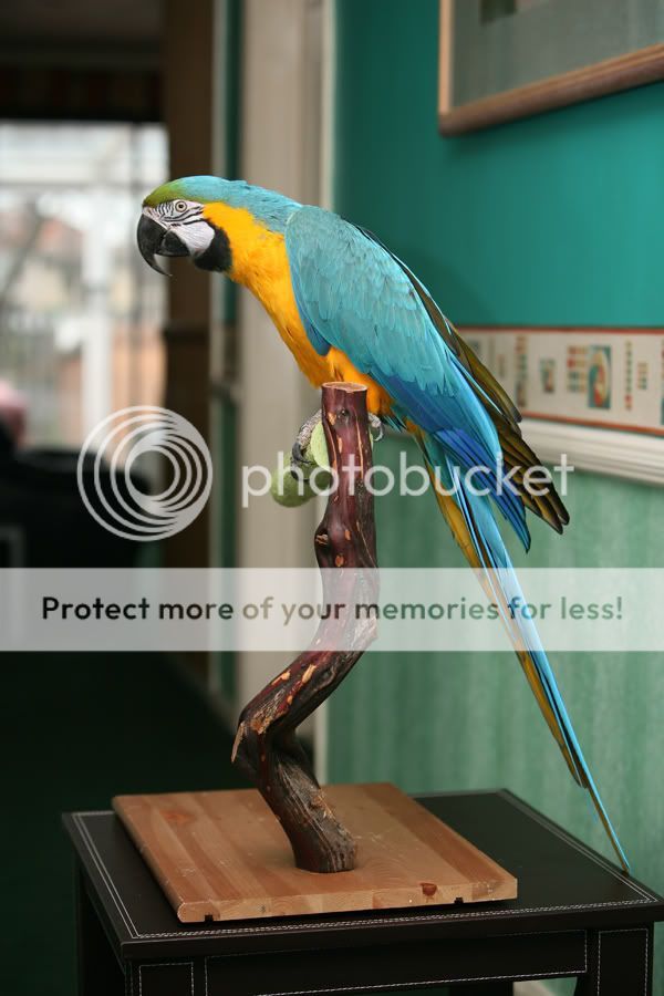 bgmacaw036.jpg