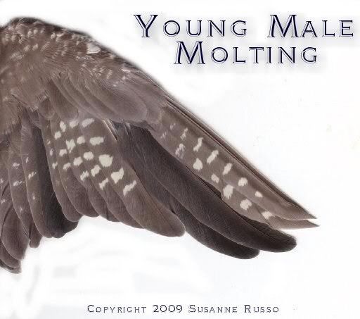 WINGS-male-molting.jpg