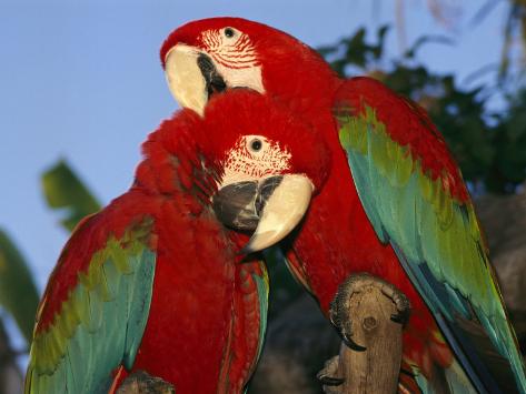richard-nowitz-pair-of-captive-red-and-green-macaws-at-busch-gardens.jpg