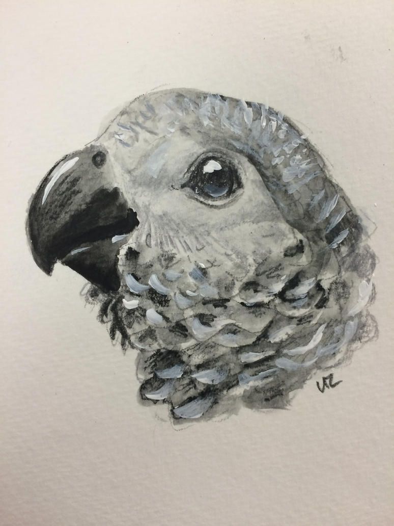 baby_parrot_series__congo_african_grey_by_puffinca-d9mrcmo.jpg