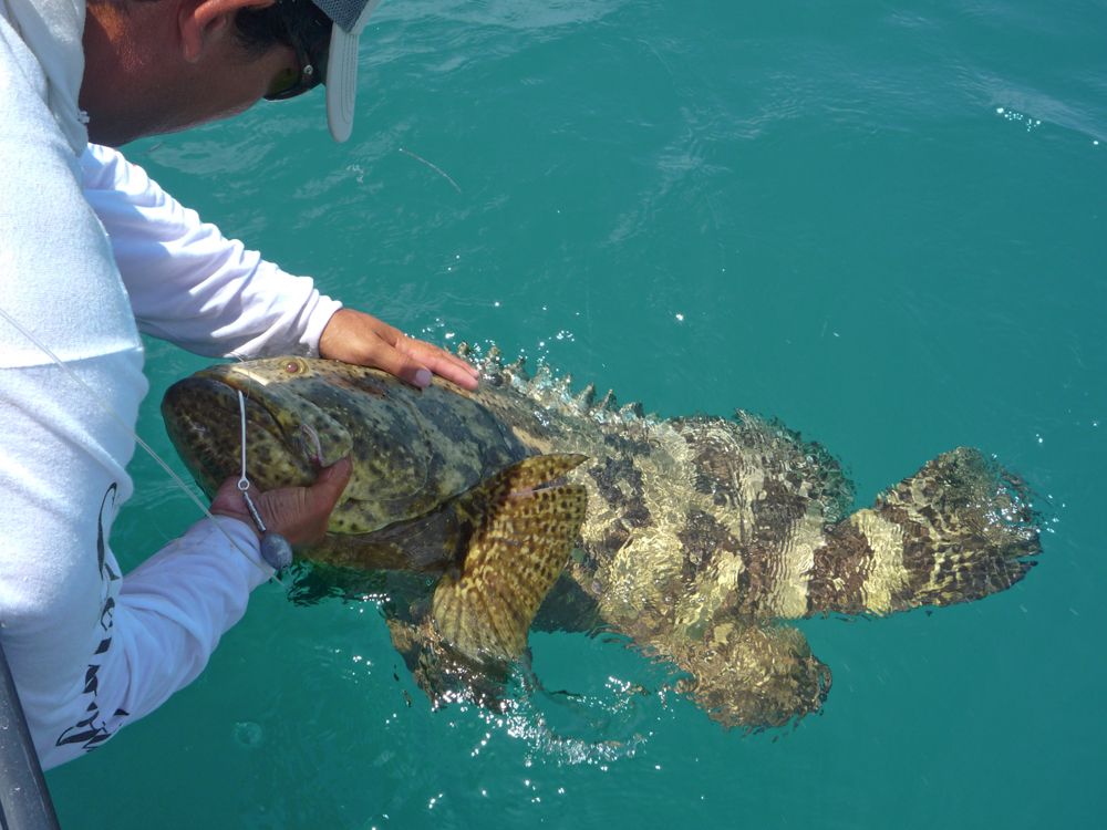 jewfish-gilath-grouper1.jpg