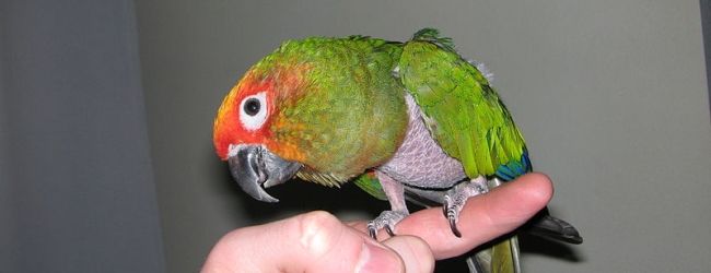 www.parrotsdailynews.com