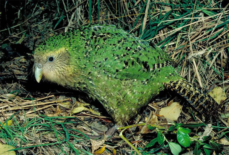 Kakapo%20whole%20animal%20lateral%20copy.jpg
