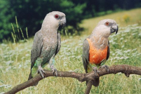 Red-Bellied-Parrots.jpg